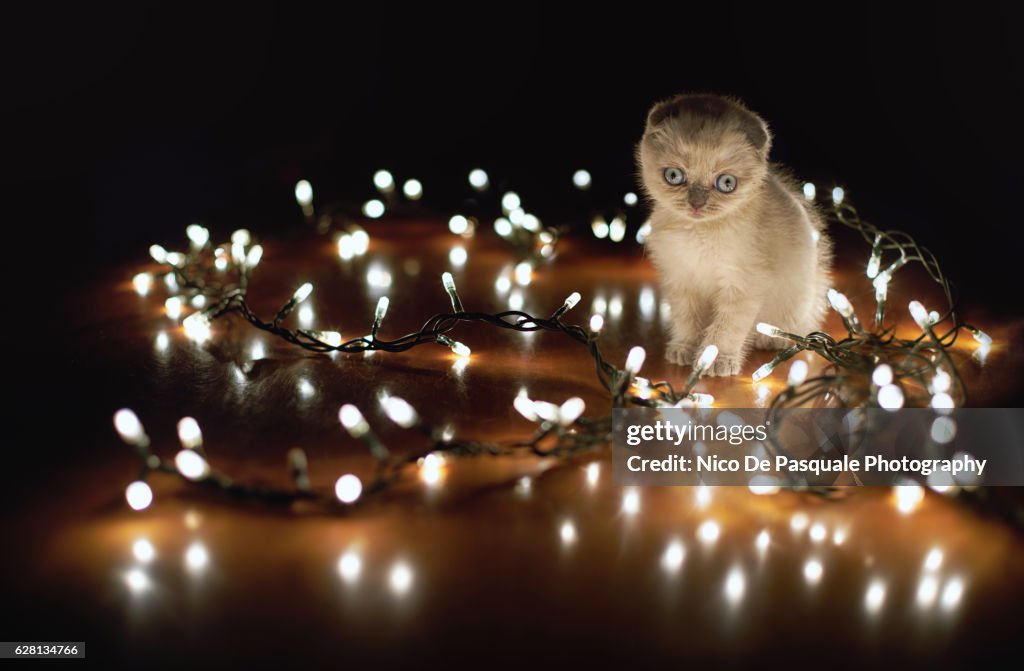 Scottish Fold kitten