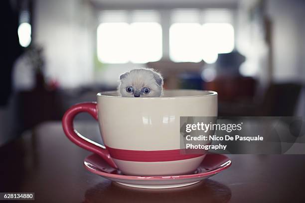 317 Funny Tea Cups Photos and Premium High Res Pictures - Getty Images 317 Funny Tea Cups Photos and Premium High Res Pictures - Getty Images