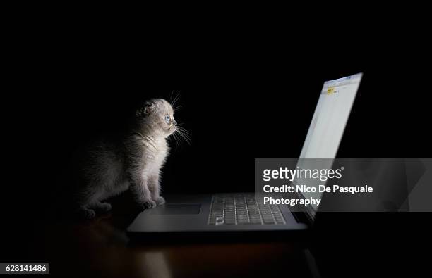scottish fold kitten - cat laptop stock pictures, royalty-free photos & images