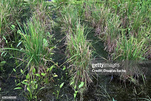 rice paddy field with a crop of wild rice (oryza rufipogon) - wild rice stock pictures, royalty-free photos & images