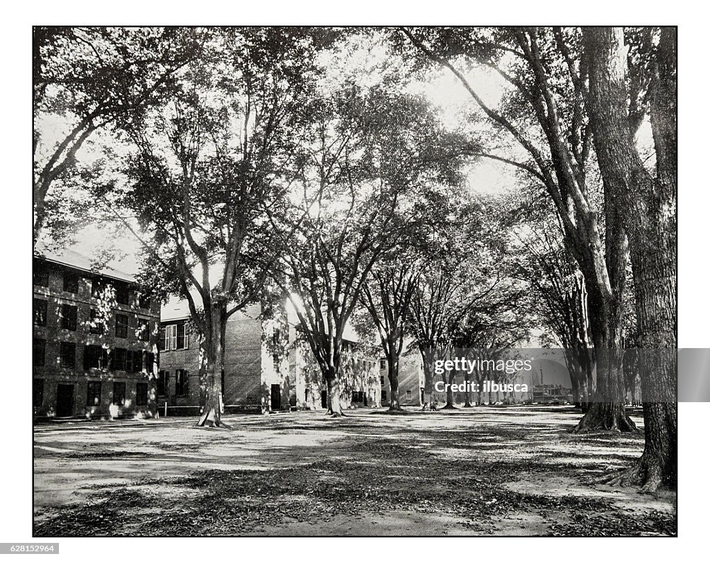 Antique photograph of the elms of Yale