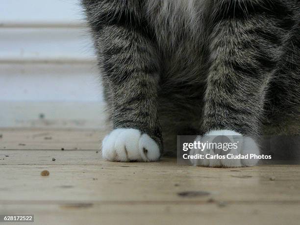 close-up of domestic cat paws - building story stock pictures, royalty-free photos & images