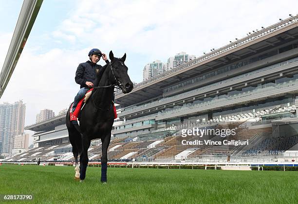 Elliptique of France gallops on the course proper during a trackwork session at Sha Tin Racecourse on December 7, 2016 in Hong Kong, Hong Kong.