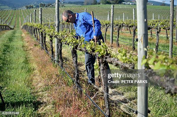 Photo taken on October 29, 2016 shows winemaker Justin Jarrett checking his vines at his vineyard in Orange. With record-breaking hot weather tipped...