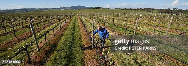 Photo taken on October 29, 2016 shows winemaker Justin Jarrett checking his vines at his vineyard in Orange. With record-breaking hot weather tipped...