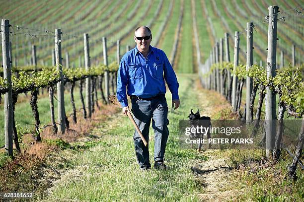 Photo taken on October 29, 2016 shows winemaker Justin Jarrett walking between the vines with his dog at his vineyard in Orange. With record-breaking...