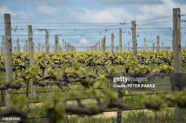 Photo taken on October 28, 2016 shows the vines at winemaker Justin Jarrett's vineyard in Orange. - With record-breaking hot weather tipped to become...