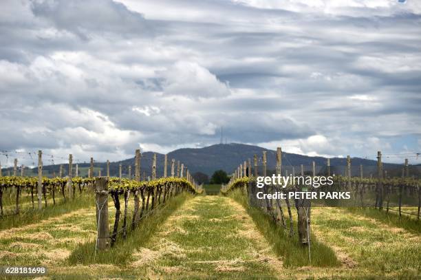 Photo taken on October 28, 2016 shows the vines at winemaker Justin Jarrett's vineyard in Orange. With record-breaking hot weather tipped to become...