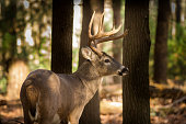 Large white-tailed deer buck in woods