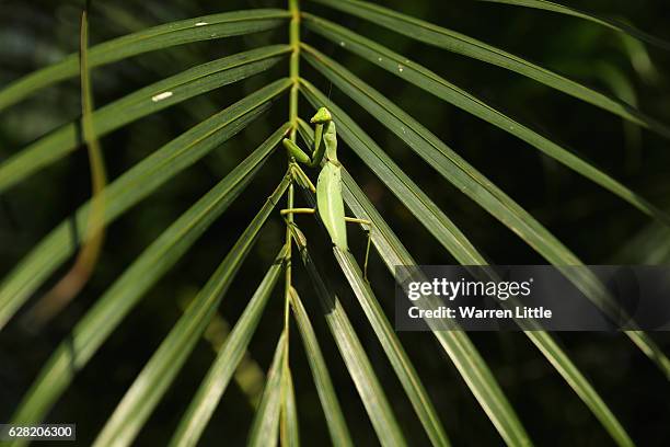 Praying mantis is pictured during the pro-am ahead of the UBS Hong Kong Open at The Hong Kong Golf Club on December 7, 2016 in Hong Kong, Hong Kong.