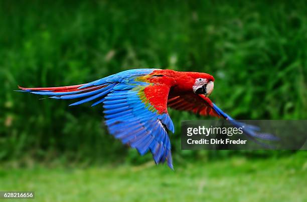 scarlet macaw flying in nature - parrot stock pictures, royalty-free photos & images