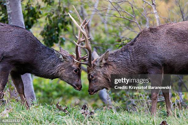 hokkaido sika deer - sika deer stock pictures, royalty-free photos & images