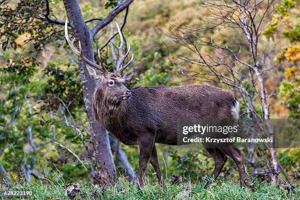 hokkaido sika deer posing - sika deer stock pictures, royalty-free photos & images
