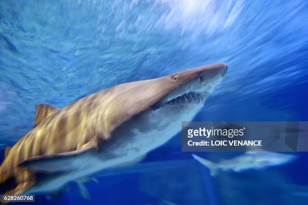 Sand tiger shark swims at the Ocearium in Le Croisic, western France, on December 6, 2016.