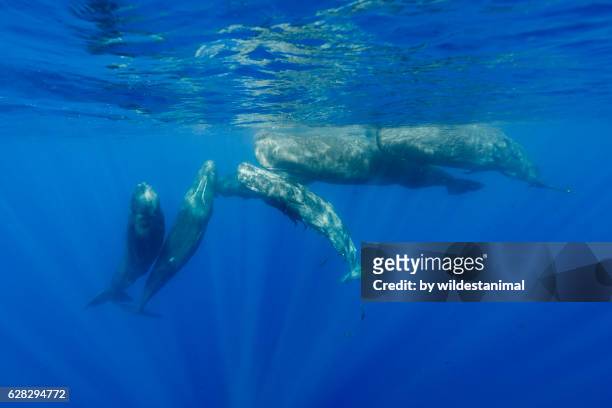 sperm whales underwater - ballenato fotografías e imágenes de stock