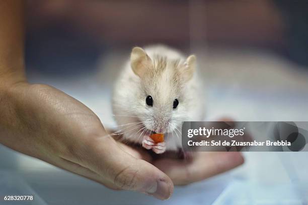 little white hamster eating carrot in a child's hand - human hand pet paw stock pictures, royalty-free photos & images