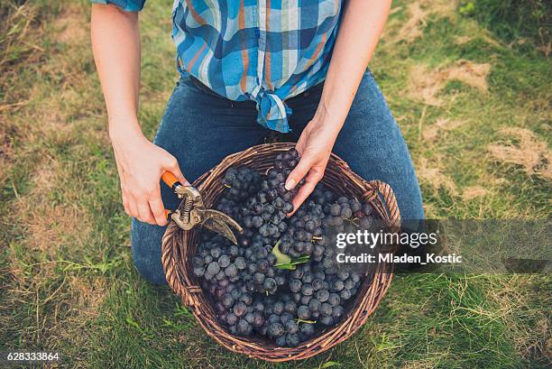 mujeres jóvenes con cesta llena de uvas en viñedo - vendimia fotografías e imágenes de stock