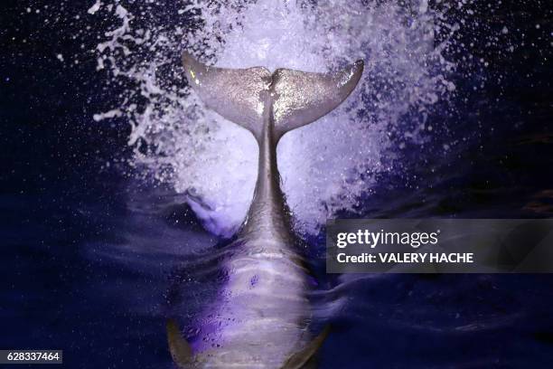 Dolphin swims during the new night show at the Marineland on the French riviera city of Antibes, southeastern France, on December 7, 2016. / AFP /...