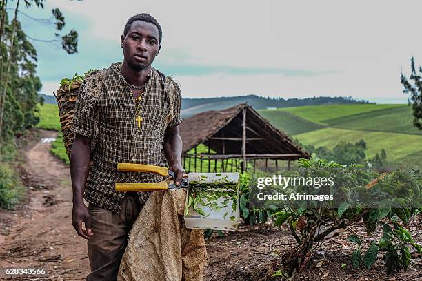 tea farmer - food security stock pictures, royalty-free photos & images