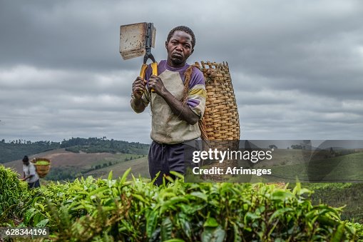 Young Tea Farmer Young Tea Farmer