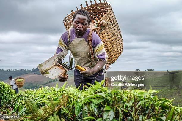 young tea farmer - food security stock pictures, royalty-free photos & images