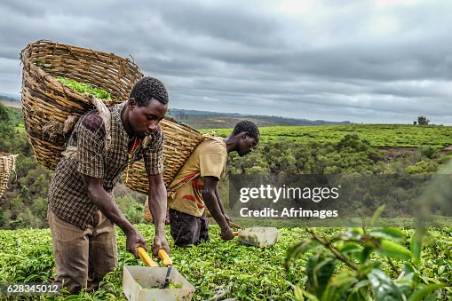 Tea farmers Tea farmers