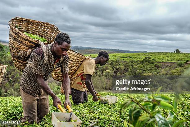 tea farmers - 坦桑尼亞 個照片及圖片檔
