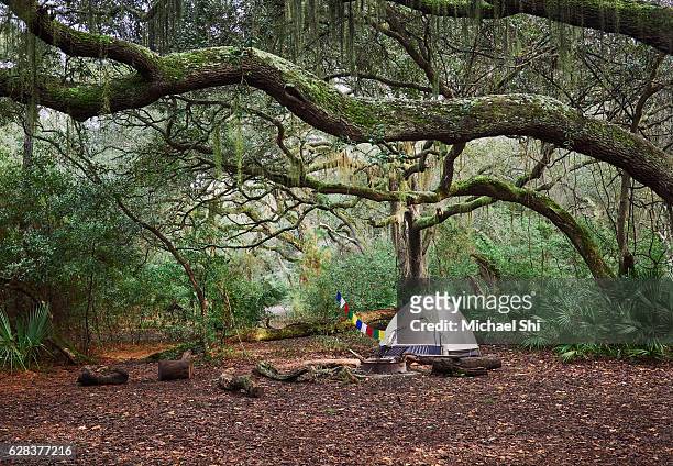 a tent in a backcountry campsite under the branches of beautiful live oaks with prayer flags on the side. - live oak tree stock pictures, royalty-free photos & images
