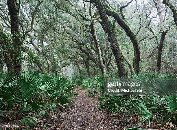 hiking trail in the live oak forest deep inside the national wilderness of cumberland island national seashore providing hikers with a zen-like peace, natural beauty and solitude. - cumberland usa 個照片及圖片檔