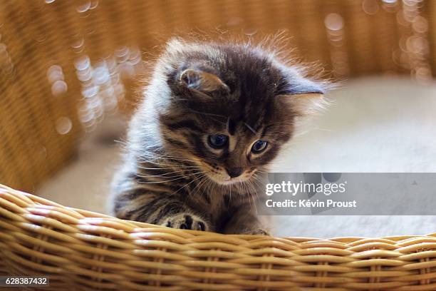 kitten looking down - un seul animal stock pictures, royalty-free photos & images