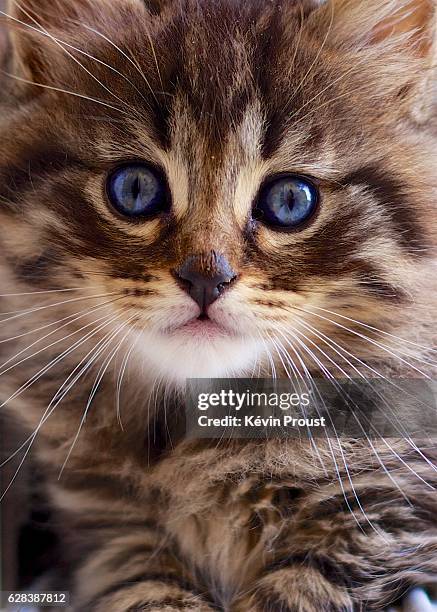 blue-eyed kitten looking at camera - vue partielle 個照片及圖片檔