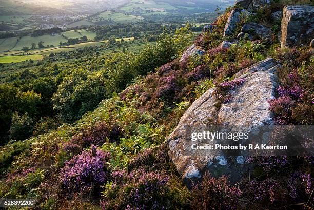 heather and rocks on baslow edge, curbar, derbyshire, england - baslow stock pictures, royalty-free photos & images