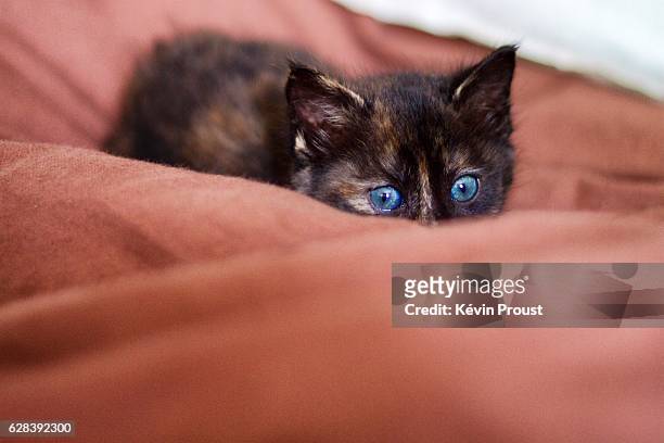 cute blue eyed kitten - yeux bleus stock pictures, royalty-free photos & images