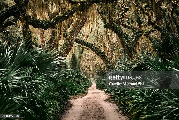 backcountry dirt road in the undisturbed live oak forest deep inside the national wilderness of cumberland island national seashore providing zen-like peace, beauty and wonder. - live oak tree stock pictures, royalty-free photos & images