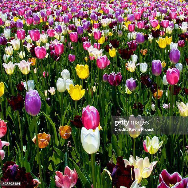 close-up of pink tulips - fleur flore stock pictures, royalty-free photos & images