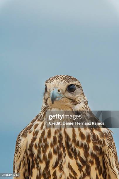saker falcon against blue sky close up perched a. falco cherrug - saker falcon falco cherrug stock pictures, royalty-free photos & images