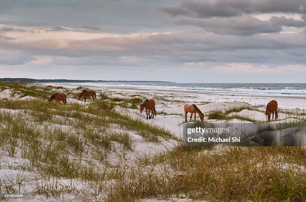 A serene landscape and seascape with a group of red brown wild horses leisurely grazing on the white sandy beach of Cumberland Island National Seashore in diffused lighting, showing nature's beauty and zen-like peace and tranquility.