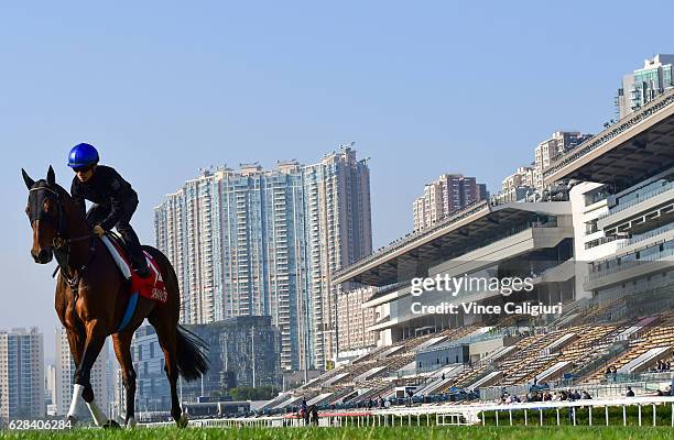 Staphanos of Japan during a trackwork session at Sha Tin Racecourse on December 8, 2016 in Hong Kong, Hong Kong.