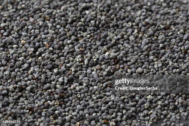 poppy seed from the opium poppy (papaver somniferum) - poppy seed stock-fotos und bilder