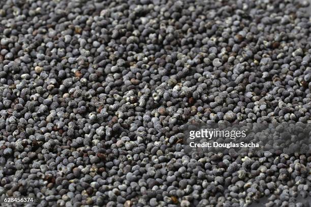 poppy seed from the opium poppy (papaver somniferum) - poppy seed stock pictures, royalty-free photos & images