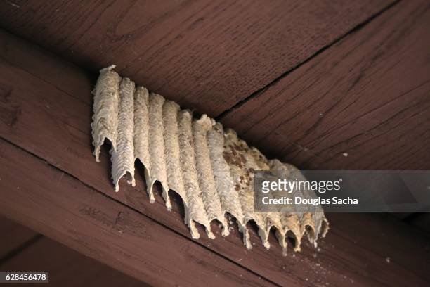 wasp nest built on a wooden structure - getingbo bildbanksfoton och bilder