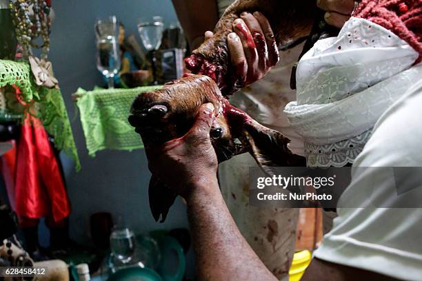 Men offer the head of a ram to spiritual deities. Members of the Jurema religion make animal sacrifices to please spiritual deities. Jurema is a...