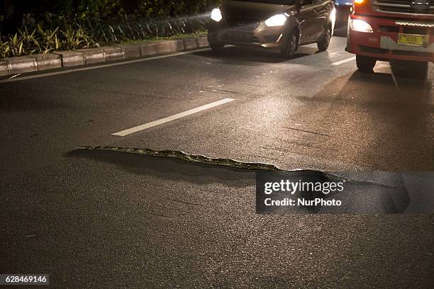 Snake phython type found on the street at Halim - Jakarta, Indonesia, on 8 December 2016. The snake stuck on the street causing a little traffick,...