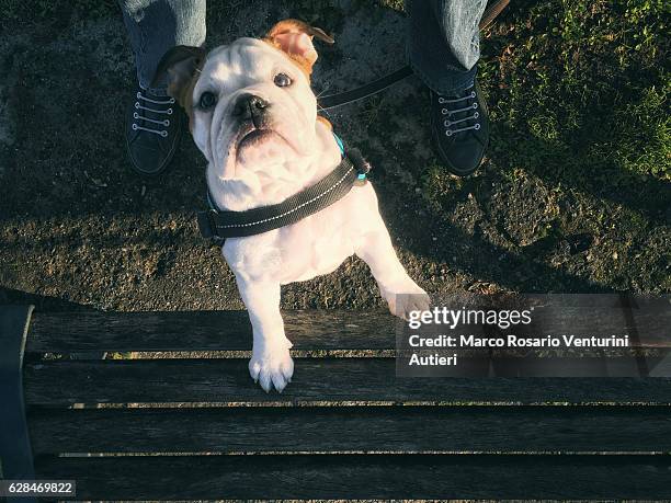 coetanei di cani che si aiutano su una panchina - inquadratura estrema dal basso foto e immagini stock