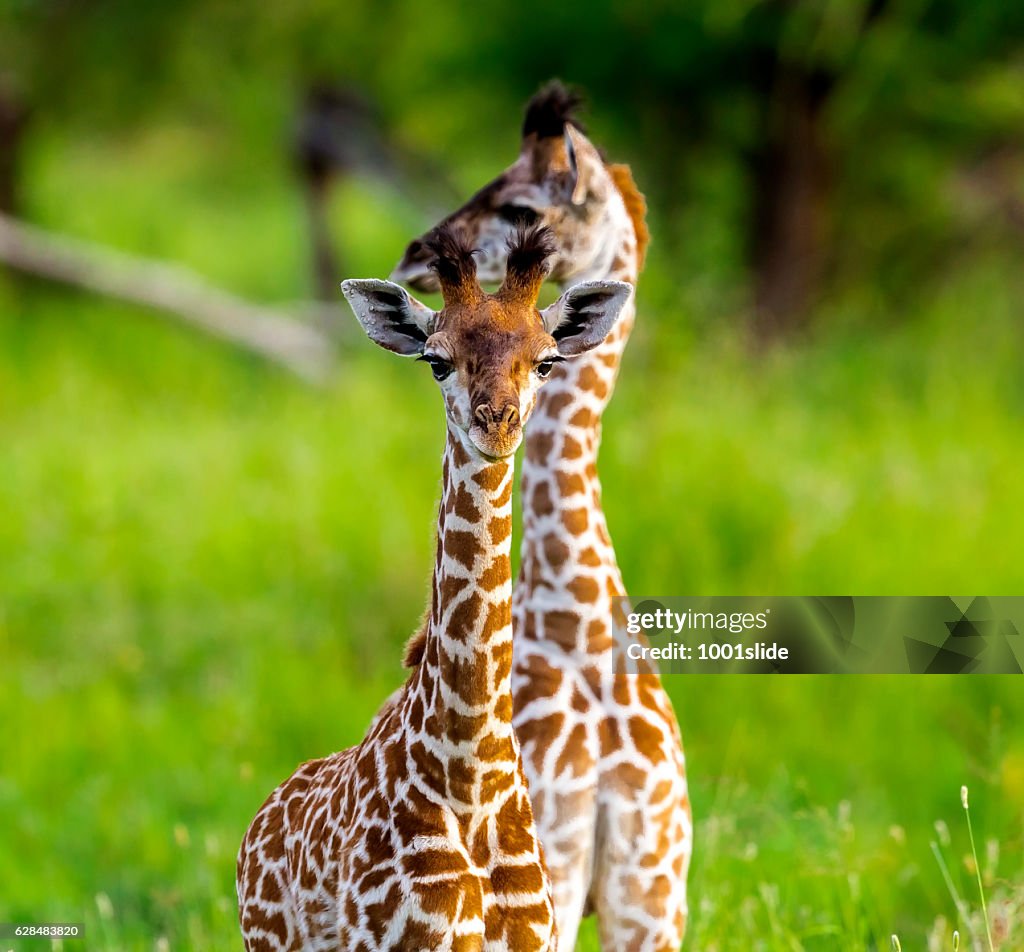 Baby giraffes like a toys with umbilical cord