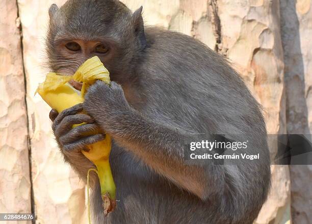 hungry monkey munches on banana - angkor, cambodia - ape eating banana stock pictures, royalty-free photos & images