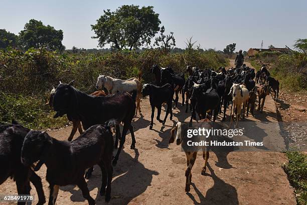 Manilal, one of several goatherds, makes his way through the village on October 26, 2016 in Janwaar, India. Thanks to a German community activist and...