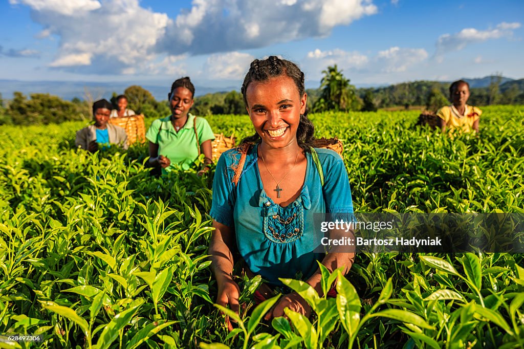 Afrikanische Frauen zupfen Teeblätter auf Plantage, Ostafrika