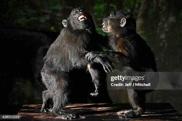 Sulawesi crested macaque are displayed during a press preview for a new taxidermy exhibition on December 8, 2016 in Edinburgh, Scotland. More than...