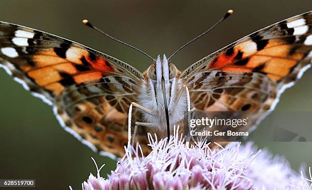 front-facing painted lady butterfly - painted lady butterfly stock pictures, royalty-free photos & images